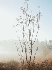 Bare tree on field against sky