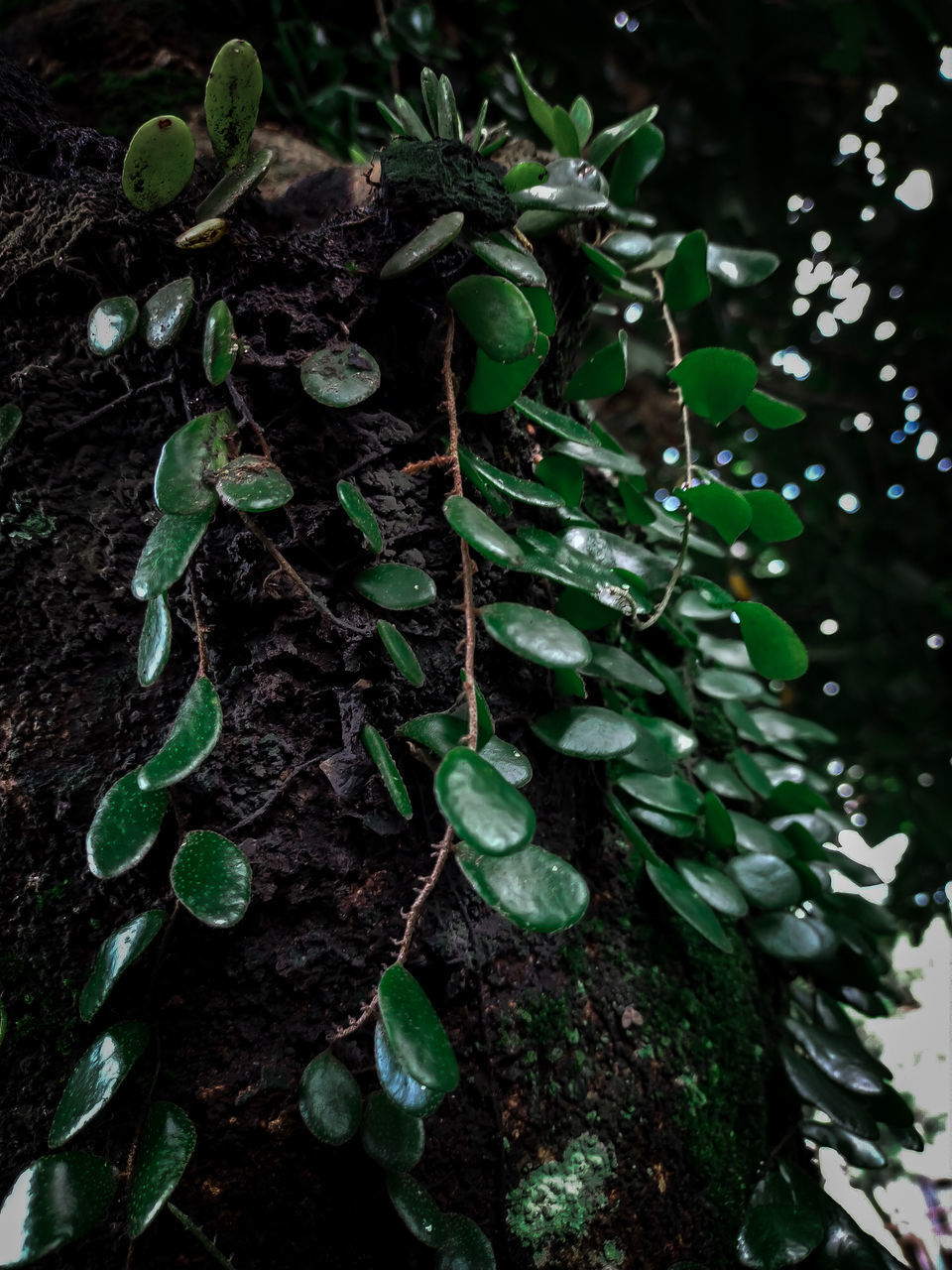 HIGH ANGLE VIEW OF IVY GROWING ON TREE