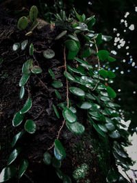 High angle view of ivy growing on field