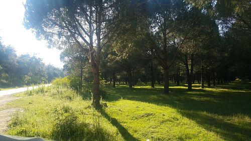 Trees on landscape against sky