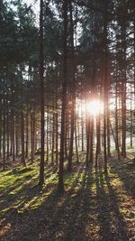 Sunlight streaming through trees in forest