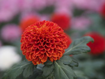 Close-up of red dahlia flower