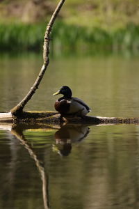 Close-up of christmas tree