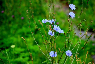 Close-up of purple flowers