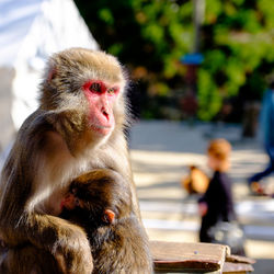 Monkey with infant outdoors