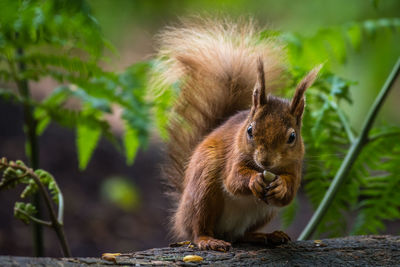 Close-up of squirrel eating outdoors