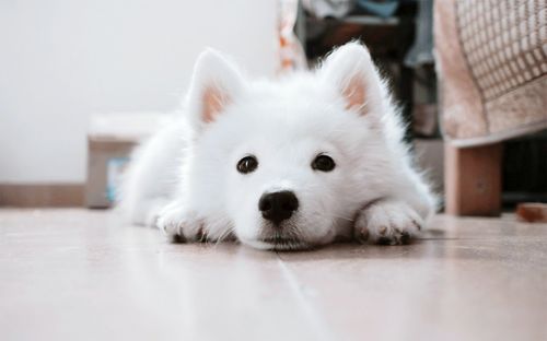 Portrait of dog resting