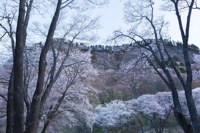 Bare trees on landscape