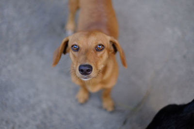 High angle portrait of dog standing outdoors