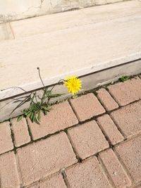 High angle view of plant growing outdoors