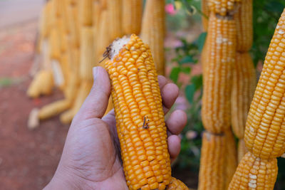 Close-up of human hand holding dry corn