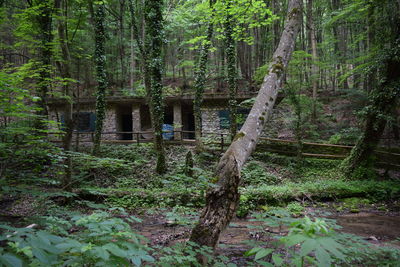 Trees in forest