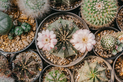 High angle view of succulent plant