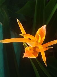 Close-up of orange day lily blooming outdoors