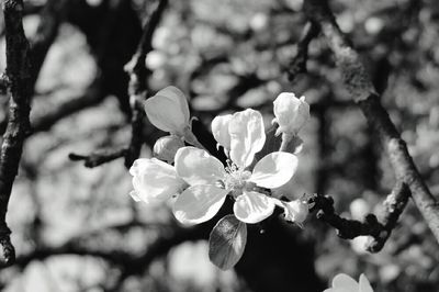 Close-up of flowers