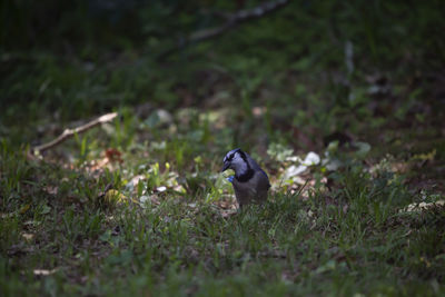 Inquisitive blue jay cyanocitta cristata foraging on the ground