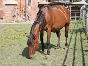 Horse standing in ranch