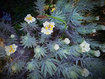 High angle view of flowering plants on field