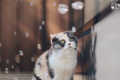 Close-up portrait of cat