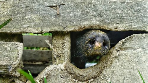 Close-up of bird perching outdoors