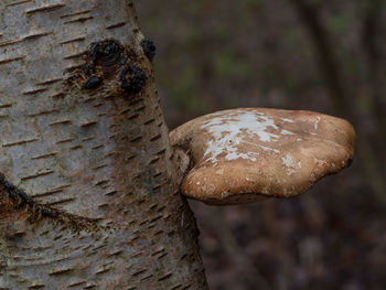 Close-up of mushroom growing on tree trunk