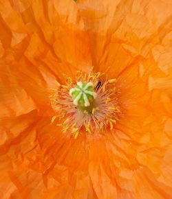 Full frame shot of orange flower