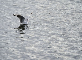 Seagulls flying over lake