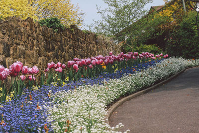 Close-up of pink flowers blooming in park