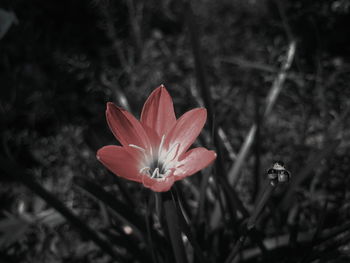 Close-up of red flower