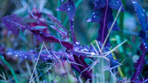 Close-up of wet plants during rainy season