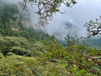 Scenic view of trees against sky