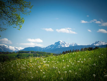 Spring meadow in front of the alps