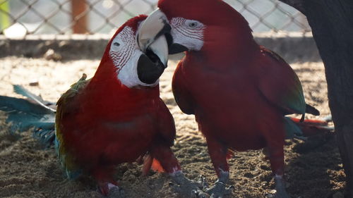 Close-up of birds perching on field