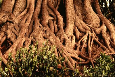 Close-up of tree roots