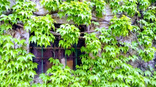 Ivy growing on tree