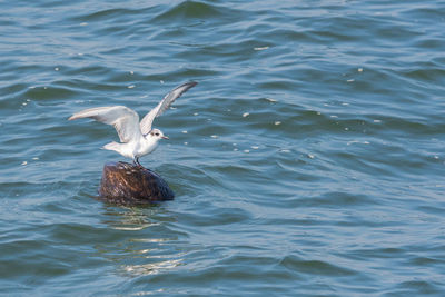 High angle view of seagull flying over lake