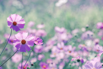 Close-up of pink cosmos flowers blooming outdoors