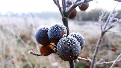 Close-up of frozen berries on tree