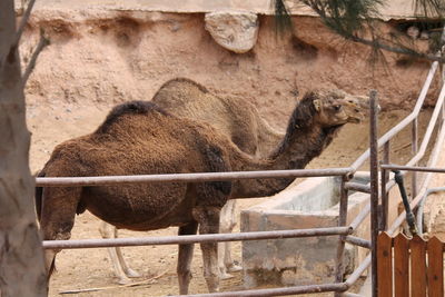 Camels standing by fence at zoo