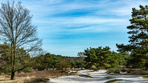 Trees growing in forest against sky