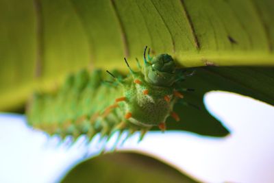 Close-up of insect on flower