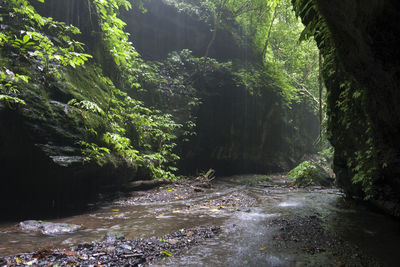 Scenic view of river amidst trees in forest