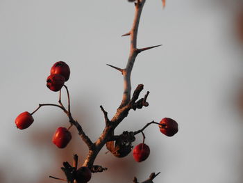 Close-up of fruits growing on tree against sky