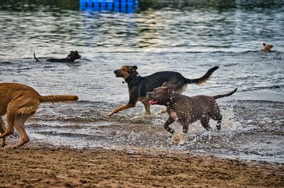 Group of dogs running on beach