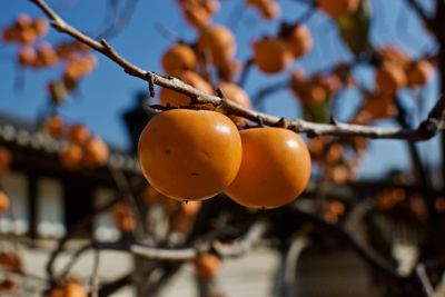 Close-up of orange fruit on tree