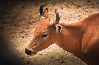 High angle view of horse on field