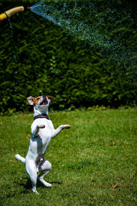 Dog running on grass
