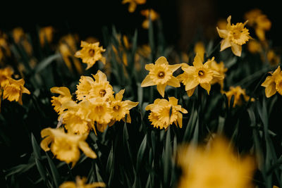 Close-up of yellow flowering plants on field