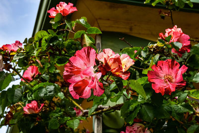 Red and pink mottled heirloom roses blooming on porch trellis