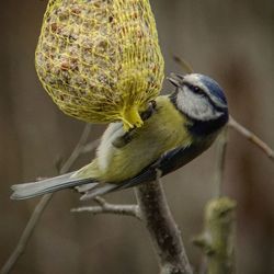Close-up of bird perching on branch